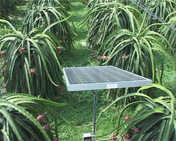 Công nghệ tưới nước bằng năng lượng mặt trời cho năng suất cao - ảnh 1